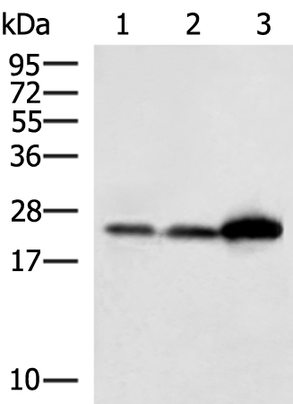 ATP6V1E2