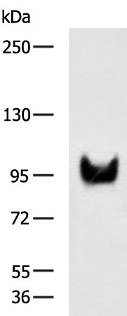 ZNF473