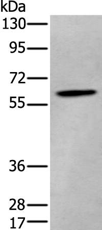 ZKSCAN1