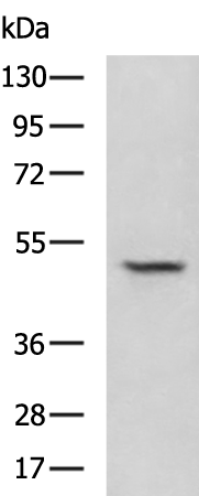 ZNF24