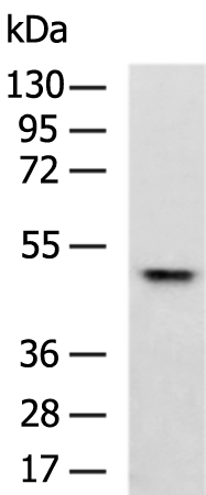 CD14