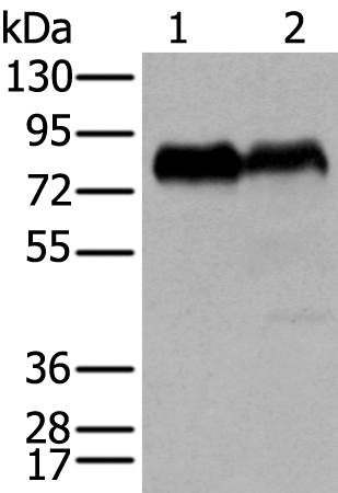 CD55