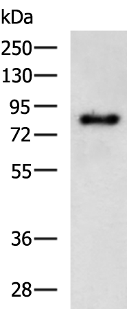 ERCC3