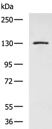 UNC5C