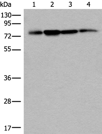 PHF21A
