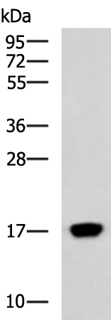 C15orf40