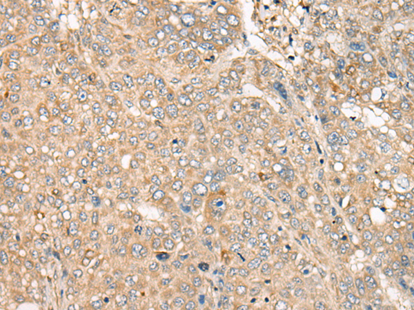 CFAP410