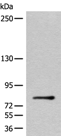 C2CD2