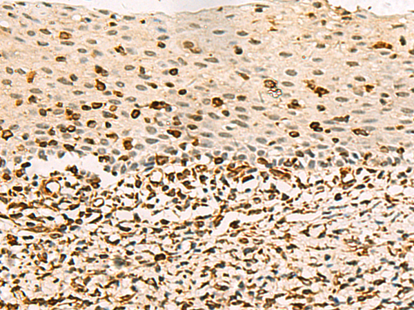 Rabbit Polyclonal Antibody to C3orf38