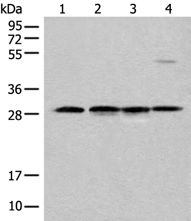 CA7