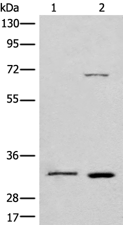 CCNB1IP1