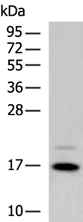 CD247