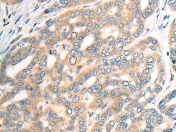 CDH19