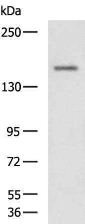 CLASP1