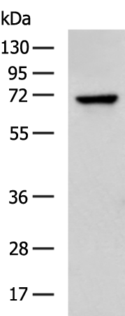 DCP1B