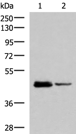 DDI2