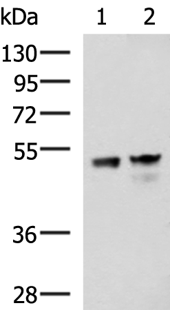 DDX39A