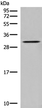 DNASE1L1