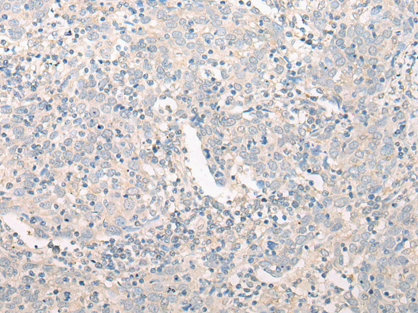 GPN2