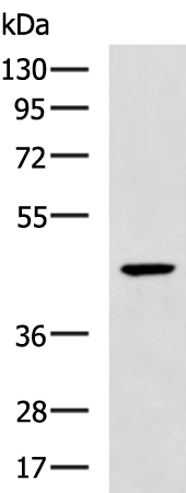 OLA1
