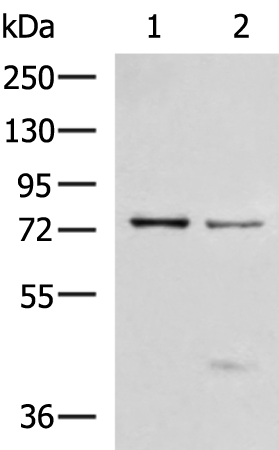 TP63