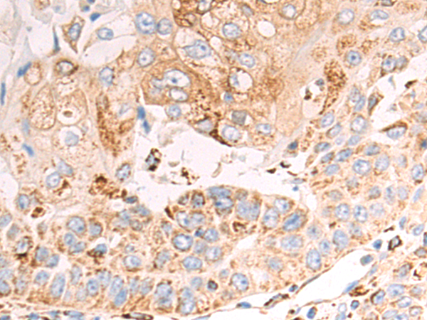 Rabbit Polyclonal Antibody to SQOR