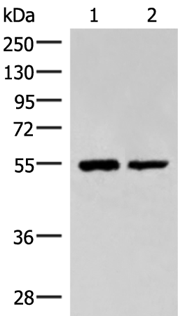 RUVBL1