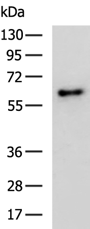 CLIP3