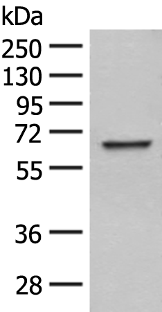 WDR1
