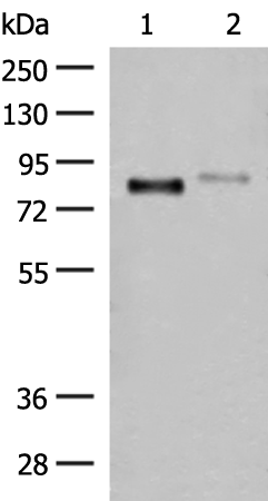 STT3A