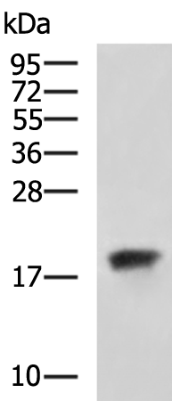 FXYD6