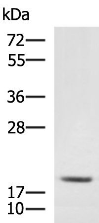 MRPL20