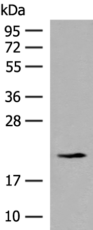 RPL23A