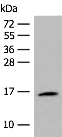 ISG15
