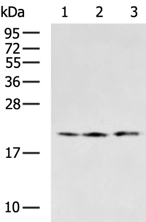 MRPL18