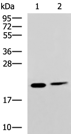 SRI