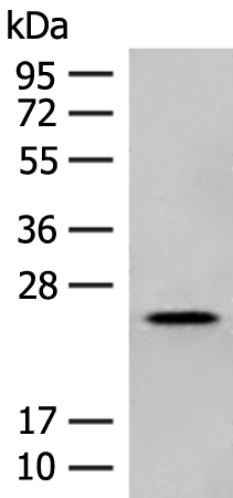 NXNL1