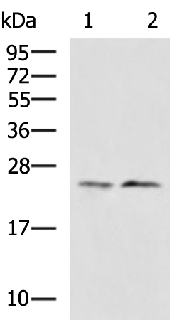 HPRT1