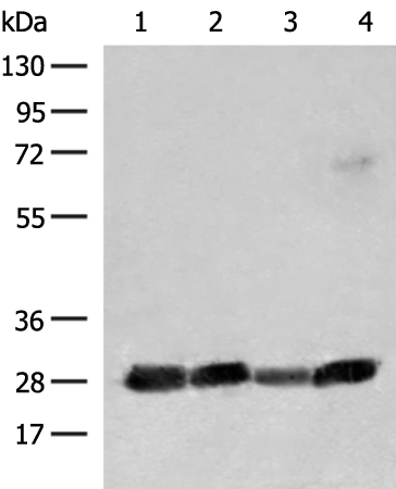 CD48