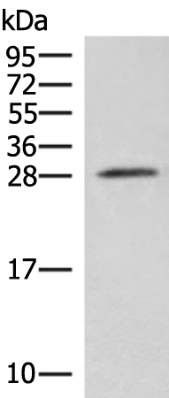 NIPSNAP3A