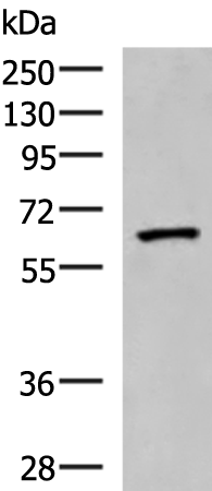 PDIA5