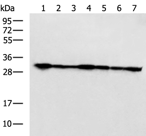PSMA1