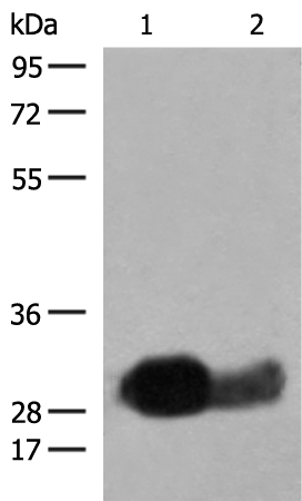 HLA-DRB1