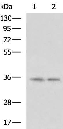 TXNL1