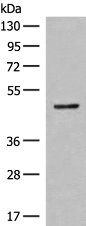 SCRN2