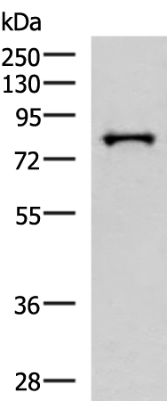 PRPF3