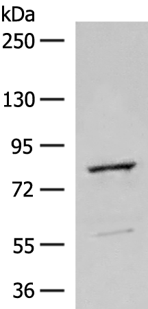 TTC12