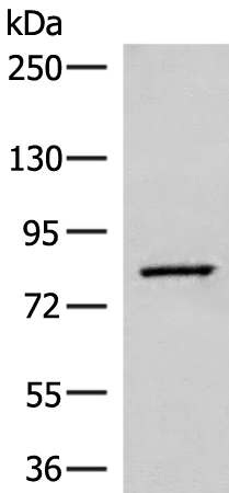SLC26A3