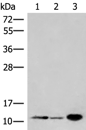 FKBP1A