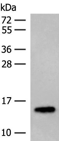 LYRM1